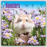 Hamsters 2017 Calendar
