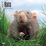Rats 2018 Calendar