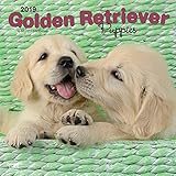 Golden Retriever Puppies 2019 Calendar