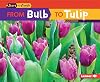 From Bulb to Tulip (Start to Finish: Second Series)