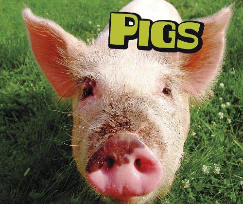 Cover of Pigs