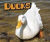 Ducks