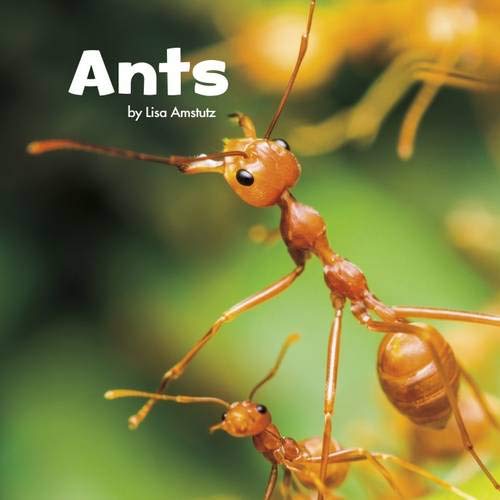 Cover of Ants