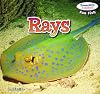 Rays (Powerkids Readers: Fun Fish)