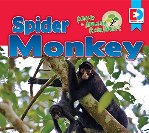 Cover of Animals of the Amazon Rainforest