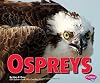 Ospreys (Pebble Plus: Birds of Prey)