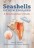Seashells Of New England A Beachcombers Guide