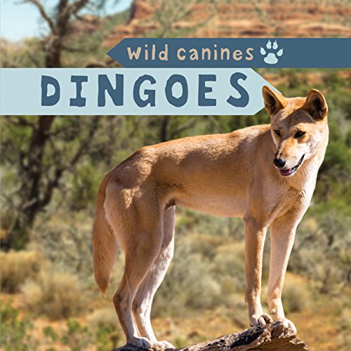 Cover of Dingoes