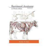 Ruminant Anatomy