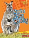 Meet a baby wallaby