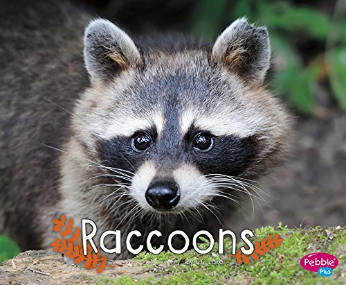 Cover of Raccoons
