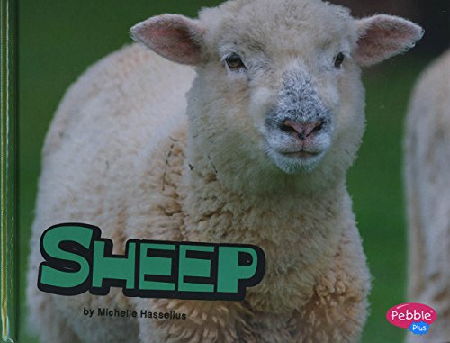 Cover of Sheep