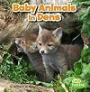 Baby Animals in Dens (Little Pebble: Baby Animals and Their Homes)