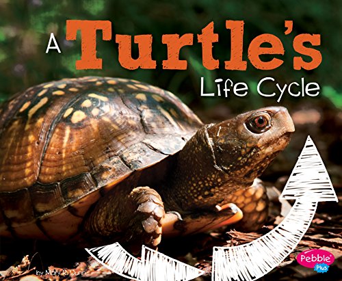 Cover of Turtle's Life Cycle