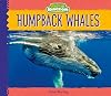 Humpback whales