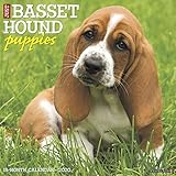 Just Basset Hound Puppies 2020 Calendar
