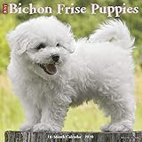 Just Bichon Frise Puppies 2020 Calendar