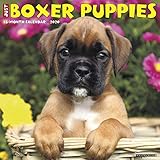 Just Boxer Puppies 2020 Calendar