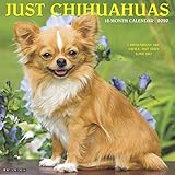 Just Chihuahuas 2020 Calendar Chihuahuas Are Small But They Love Big