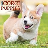 Just Corgi Puppies 2020 Calendar