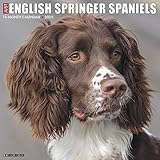 Just English Springer Spaniels 2020 Calendar