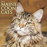 Just Maine Coon Cats 2020 Calendar