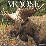 Moose 2020 Calendar