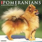 Just Pomeranians 2020 Calendar