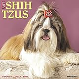 Just Shih Tzus 2020 Calendar