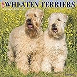 Just Wheaton Terriers 2020 Calendar