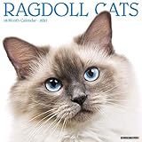 Ragdoll Cats 2021 Wall Calendar