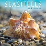 Seashells 2021 Wall Calendar
