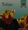 Tulips (Flowers)