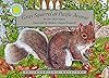 Gray Squirrel at Pacific Avenue