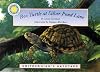Box Turtle at Silver Pond Lane