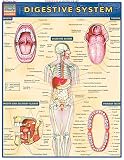 Digestive System Quick Study Academic
