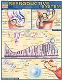 Reproductive System Quick Study Academic