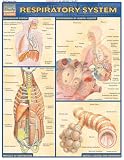 Respiratory System Quick Study Academic