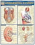 Urogenital System Quick Study Academic