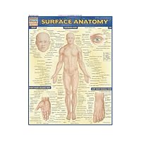 Surface Anatomy