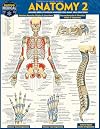 Anatomy 2