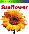 Life Cycle of a Sunflower (Heinemann First Library: Life Cycles)