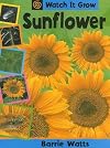 Sunflower (Watch It Grow)