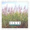 Sugar: Sheryl Peterson (Let's Investigate)