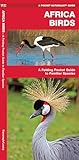 Africa Birds A Folding Pocket Guide To Familiar Species Wildlife And Nature Identification