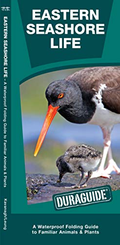 Eastern Seashore Life book cover