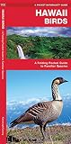 Hawaii Birds A Folding Pocket Guide To Familiar Species Wildlife And Nature Identification