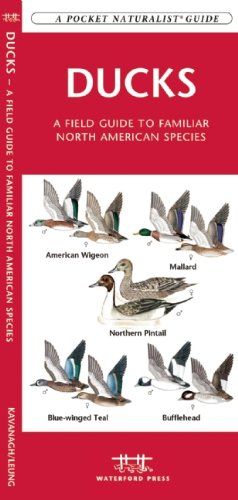 Ducks: A Field Guide to Familiar North American Species cover