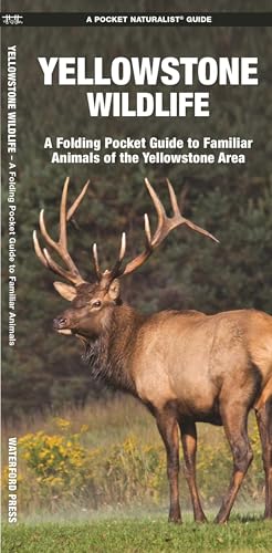 Yellowstone Wildlife of the Yellowstone Area book cover
