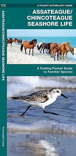 Assateague/Chincoteague Seashore Life: A Folding Pocket Guide to Familiar Species cover
